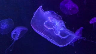 The beauty of Jelly fish
