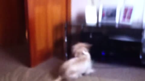 Fluffy Dog Zooms Away From Sneezing Owner, Making It Crystal Clear That It Does Not Like Sneezers