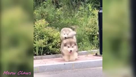 cachorritos haciendo locuras 🤪