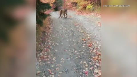 Viral video shows cougar stalking Utah hiker in terrifying 6-minute encounter | ABC7