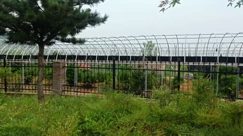 What are these steel frame greenhouses for?