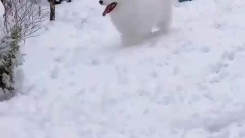 Samoyed as a child and Samoyed as an adult