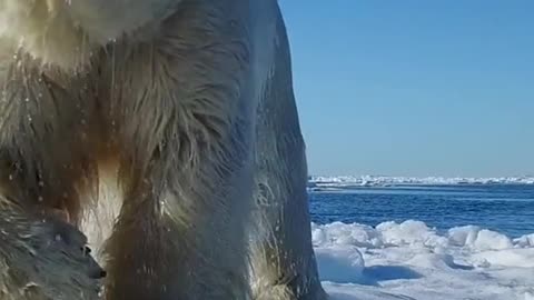 Ice land in the animal planet