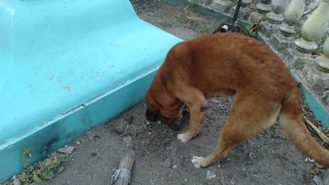 Doggy Gives Kitten a Respectful Burial