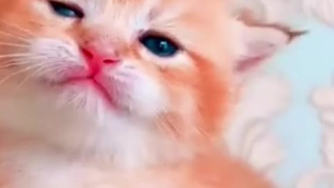 Cutest Kitten Trying to Sleep..So Adorable (watch till end)