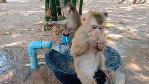 baby monkeys testing water :D