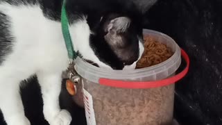 Clever Kitty Opens Container for a Feed