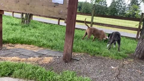 German Shepherd Attacks Pitbull