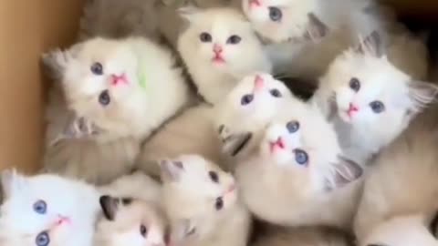 Funny kittens #animals #kittens #cats #cat