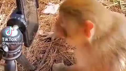 Monkey funny video