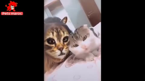 funny cat - funniest cats 😹 - try not to laugh challenge 😂 - funny cats life # Rossi