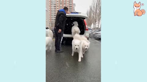 Cute Funny and Smart Dogs showing out