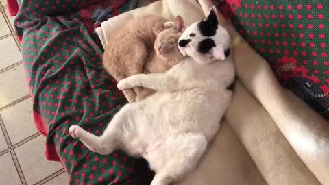 White cat hugs and licks brown cat on couch