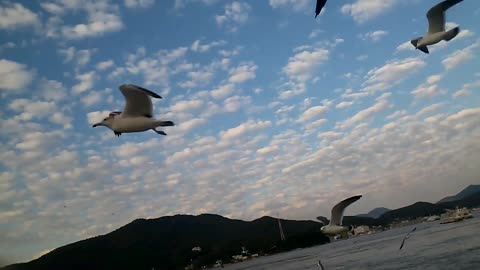 feeding a flock of birds, Seokmodo, south korea,