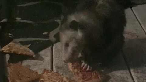 Pizza Loving Possum Enjoys Late Night Feast