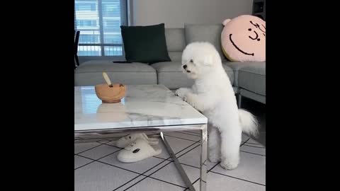 Mini Pomeranian || Funny and Cute Pomeranian Videos || Funny Puppy Videos