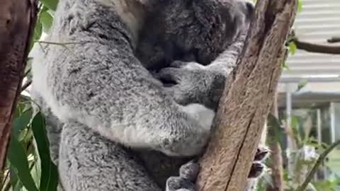The best snuggles in the world🤗 #shorts #koala #Animals