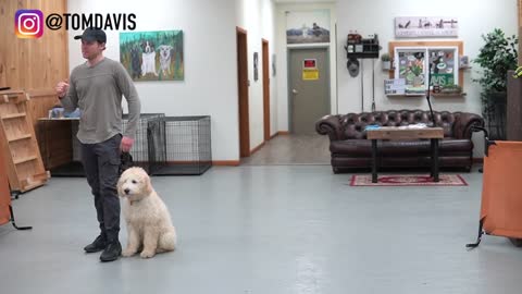 how to train any dog to walk on there leash in 5 mins