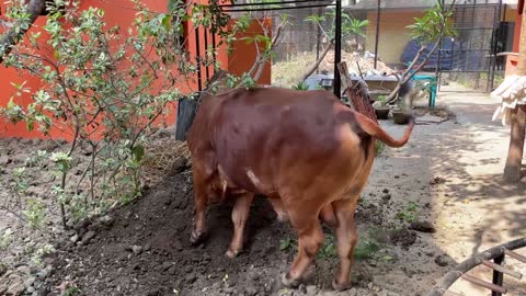 Treating a Badly Injured Street Bull