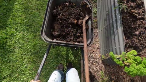 Sweet potato and compost harvest - Part 2: Compost bin