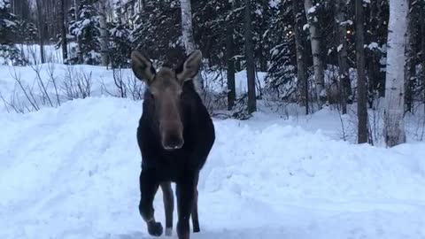 Curious Moose Comes in Close