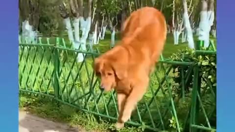 Funny cute Smart Dog 🐕 Video