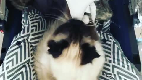Cute cat play,happycat