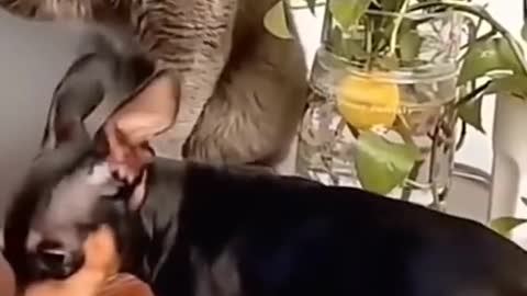 Dog and cat funny clip