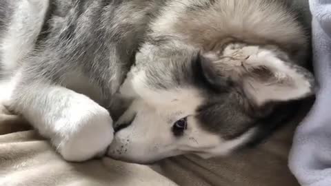 Have you ever seen a shy husky