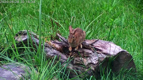 Rabbit On A Log