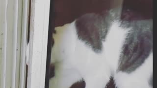 White cat trying to open door