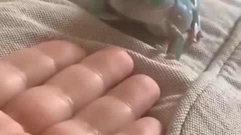 Frog playing with a girls