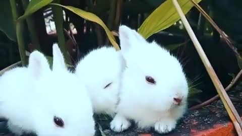 Hope and Cute Baby Rabbit Videos - Baby Animal Video Compilation