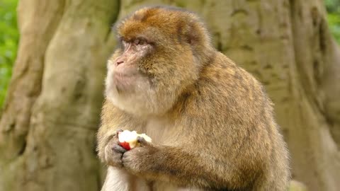 male monkey eats piece of apple