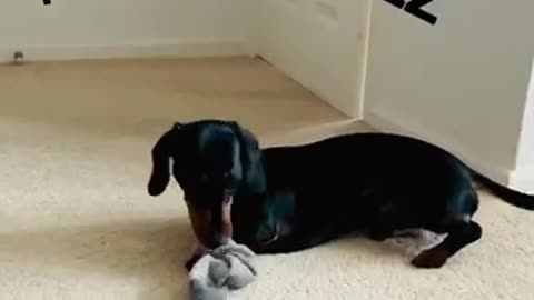 Dachshund has a sock obsession