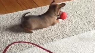 new pet dog playing with a toy