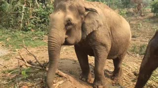 La pandemia le "pasó factura" a los elefantes asiáticos