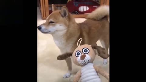 Dog Funny Video | Dog Scared from Toy.