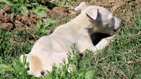 Cute puppy eating favorite food bone in grass