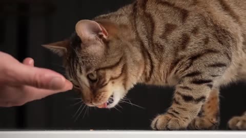 Cute pets are eating raw meat and broadcasting ASMR] Little cat eats salmon for the first time