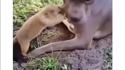 Dog Pesters A Prairie Dog Digging A Hole