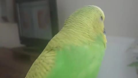 The love bird dances to a wonderful song