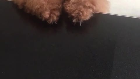 Cute and funny little teddy