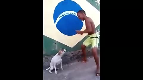 Perrito bailando con chico de Brasil