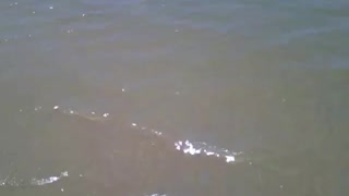 Filmando as ondas no mar, estavam muito calmas nessa área da praia [Nature & Animals]