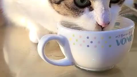 Video of a cat eating water