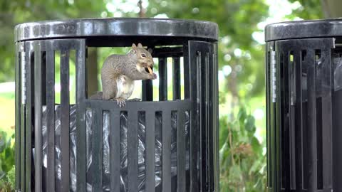 French fry collected out of trash can by squirrel