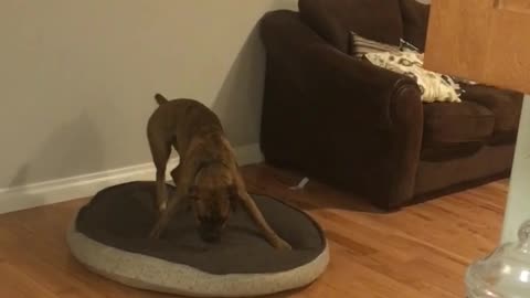 Dog Gets Bed Ready Before Lying Down