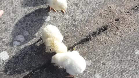 Cute Baby Chicks