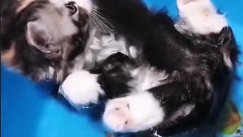 Cat Video